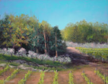 Spring in the Vineyards